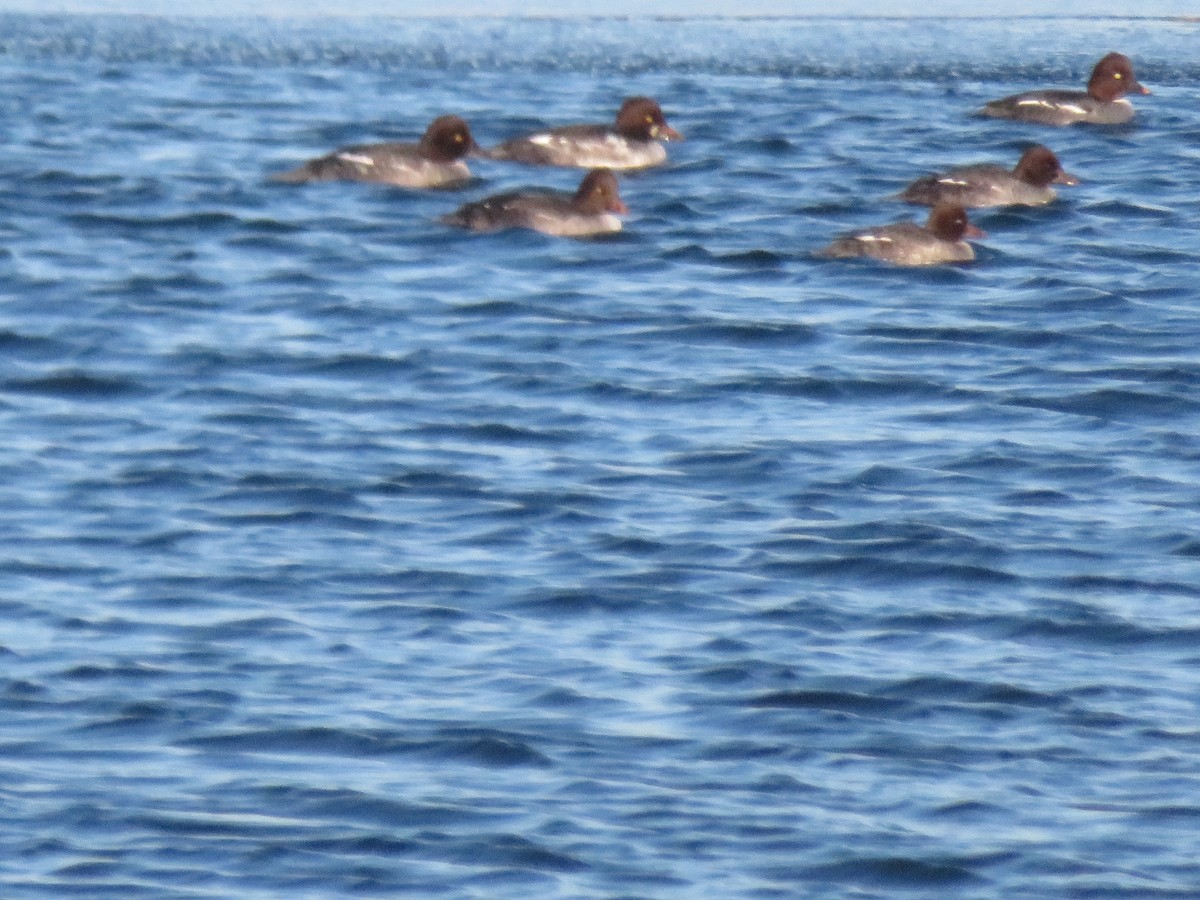 Common Goldeneye - ML645860728