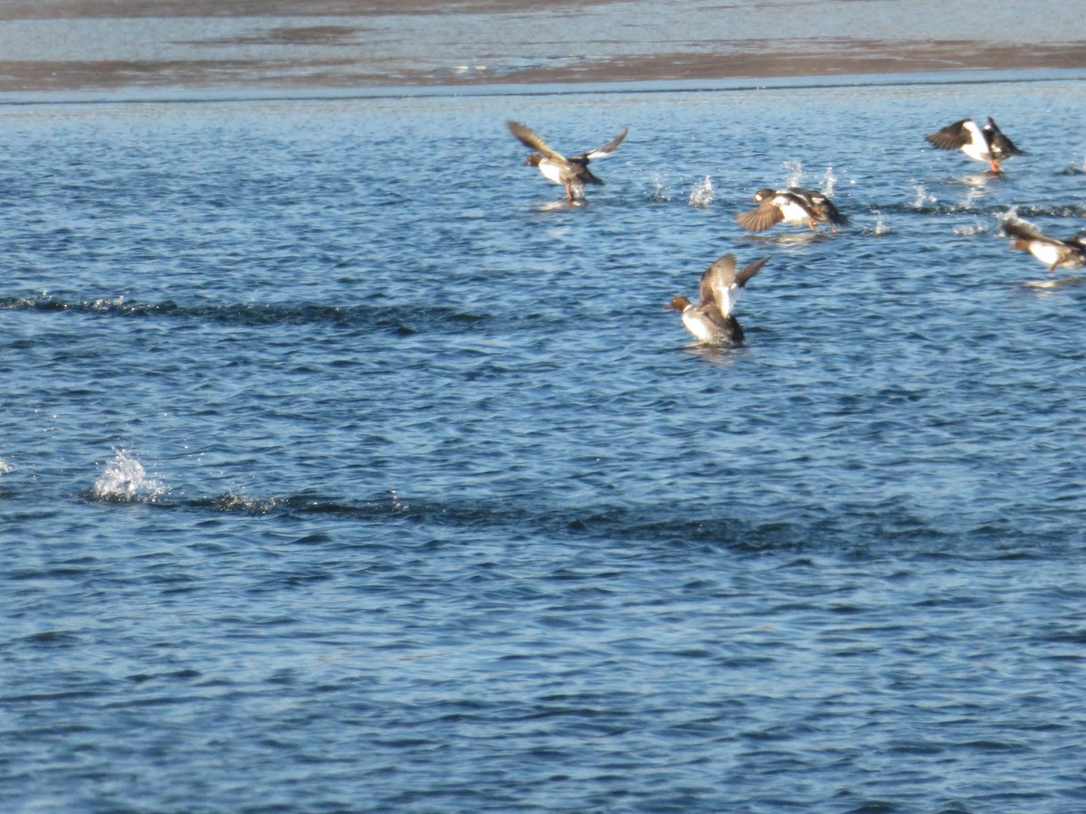 Common Goldeneye - ML645860729
