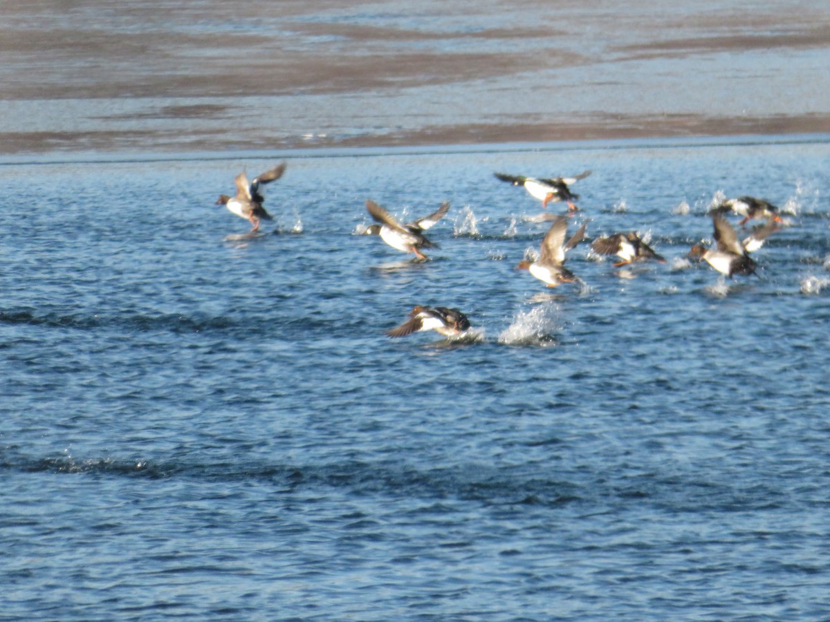 Common Goldeneye - ML645860730