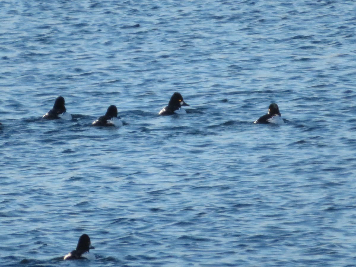 Common Goldeneye - ML645860731