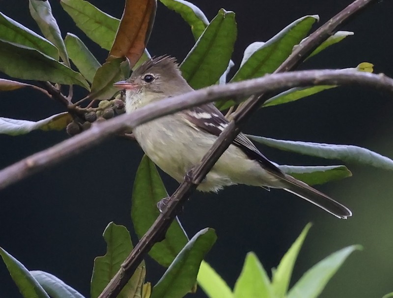 Sierran Elaenia - ML645860732