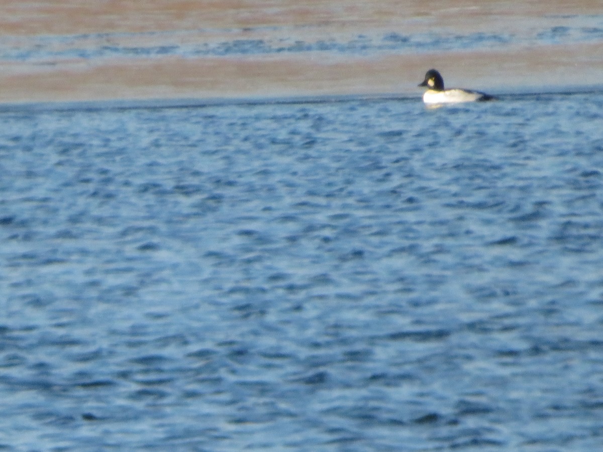 Common Goldeneye - ML645860733
