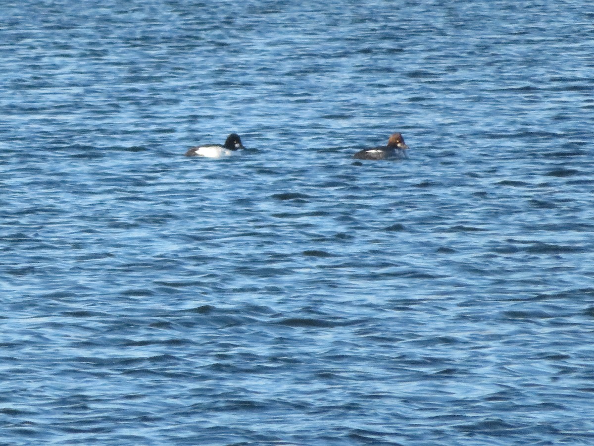 Common Goldeneye - ML645860734
