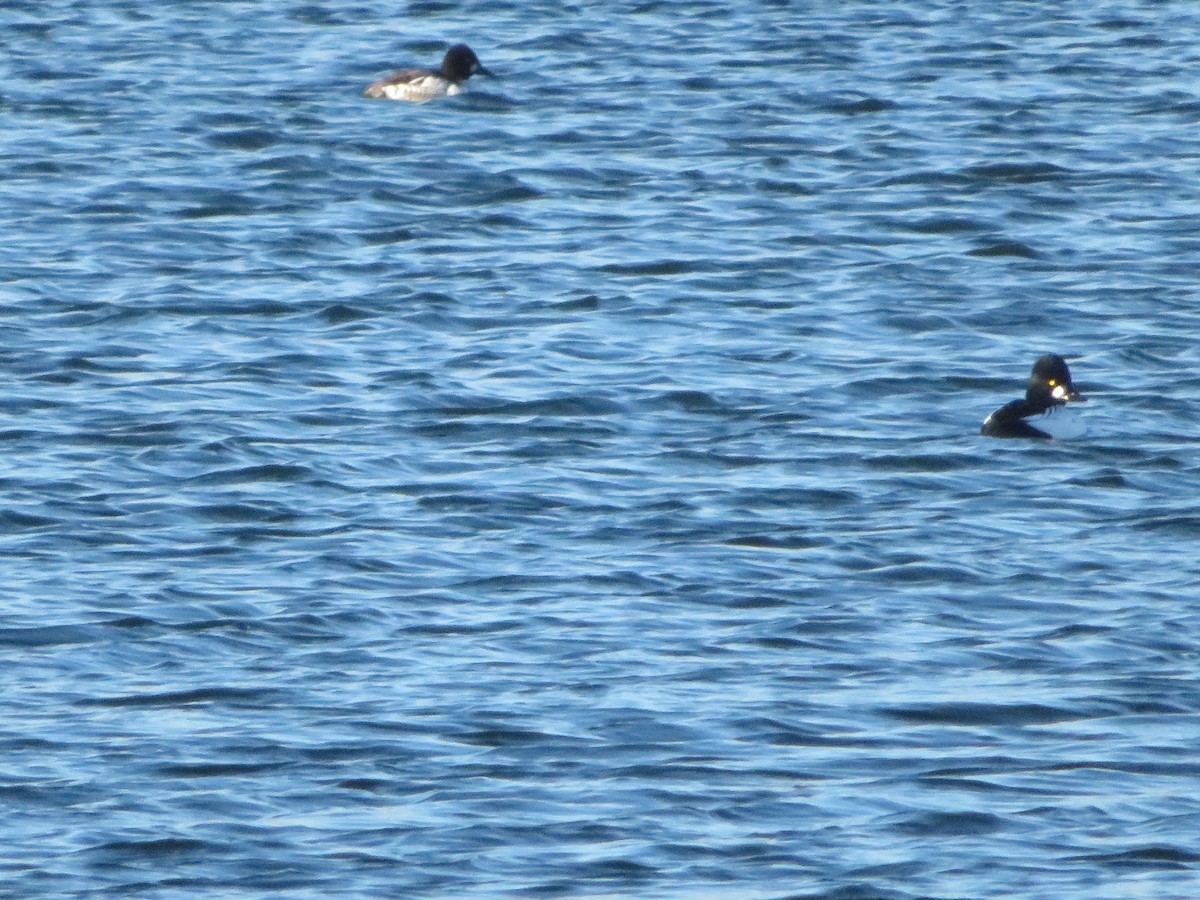 Common Goldeneye - ML645860735