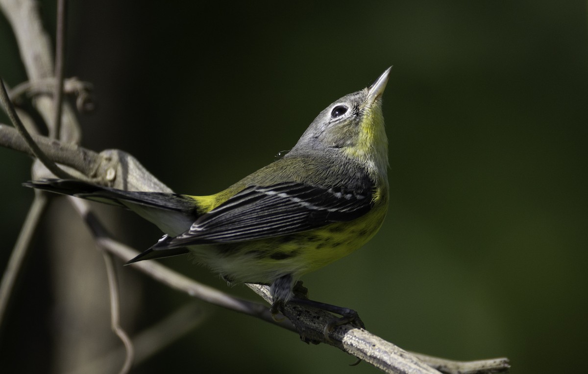 Magnolia Warbler - ML645860741