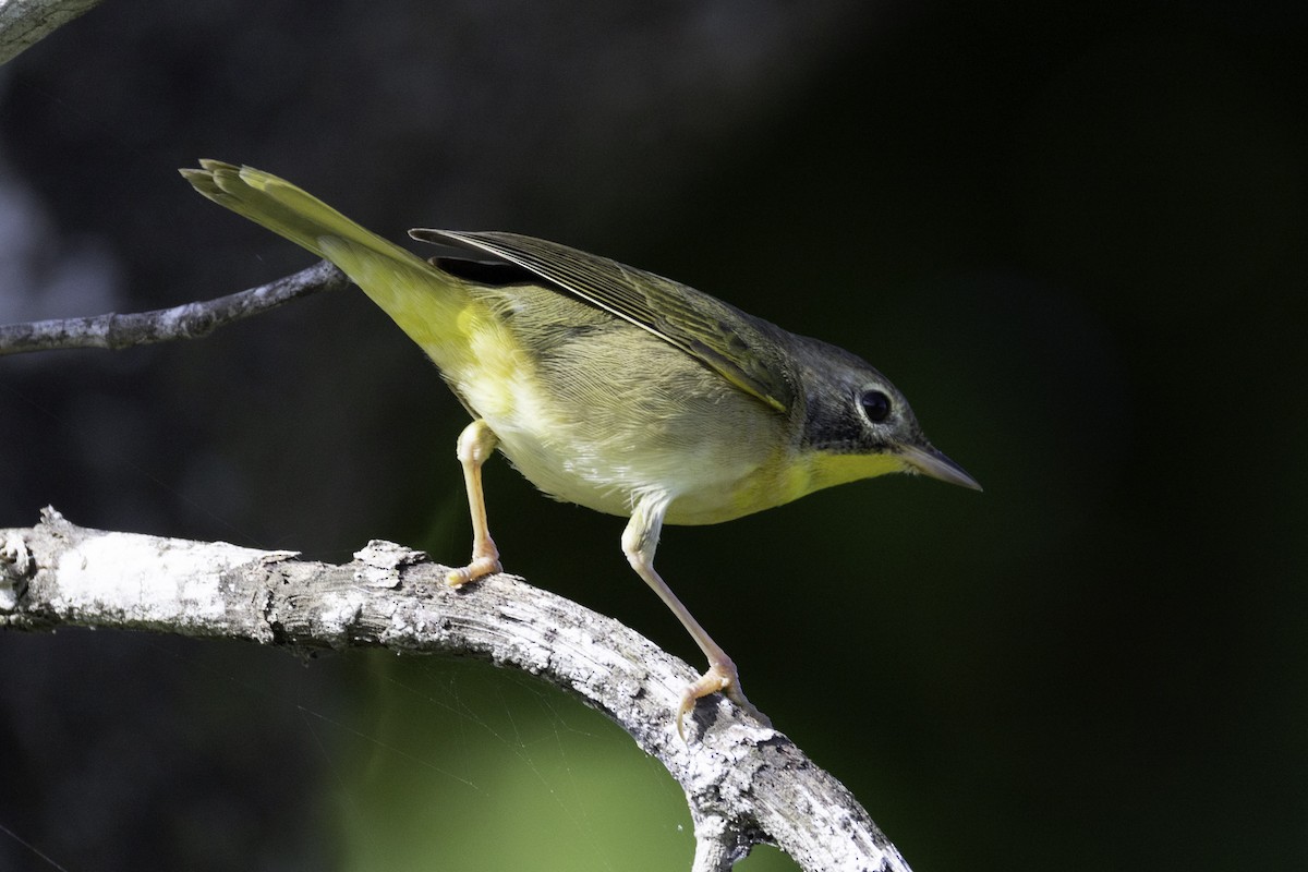 Common Yellowthroat - ML645860745