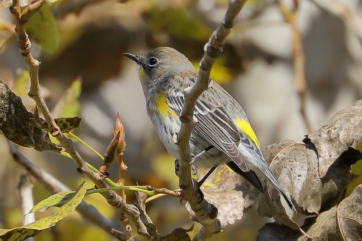Yellow-rumped Warbler - ML645860748