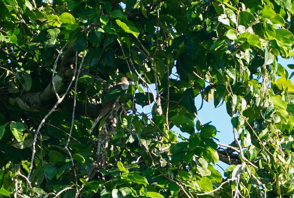 Yellow-billed Cuckoo - ML645860752