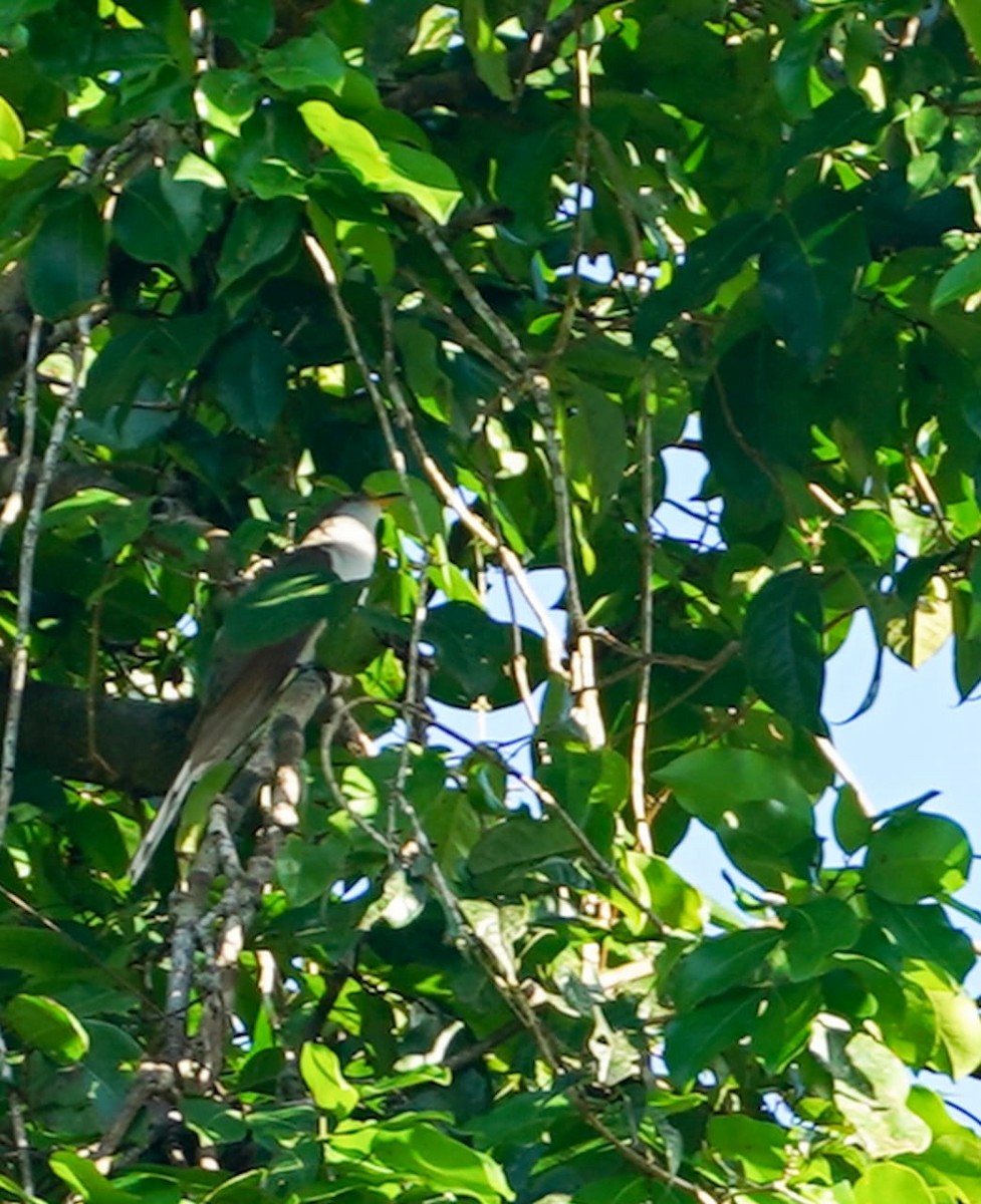 Yellow-billed Cuckoo - ML645860753