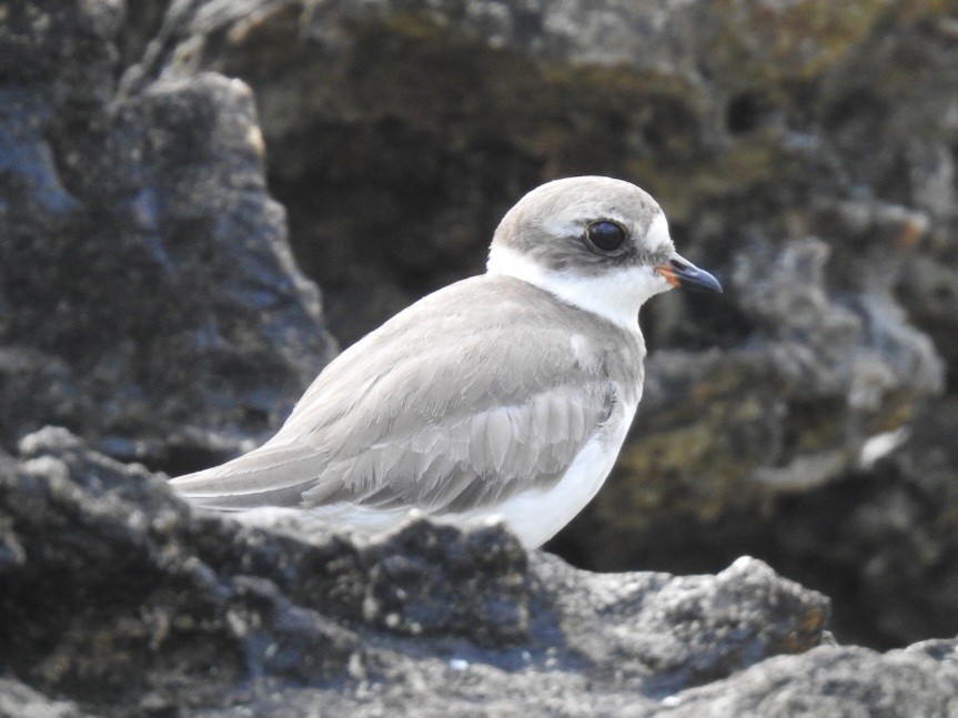 Semipalmated Plover - ML645860755