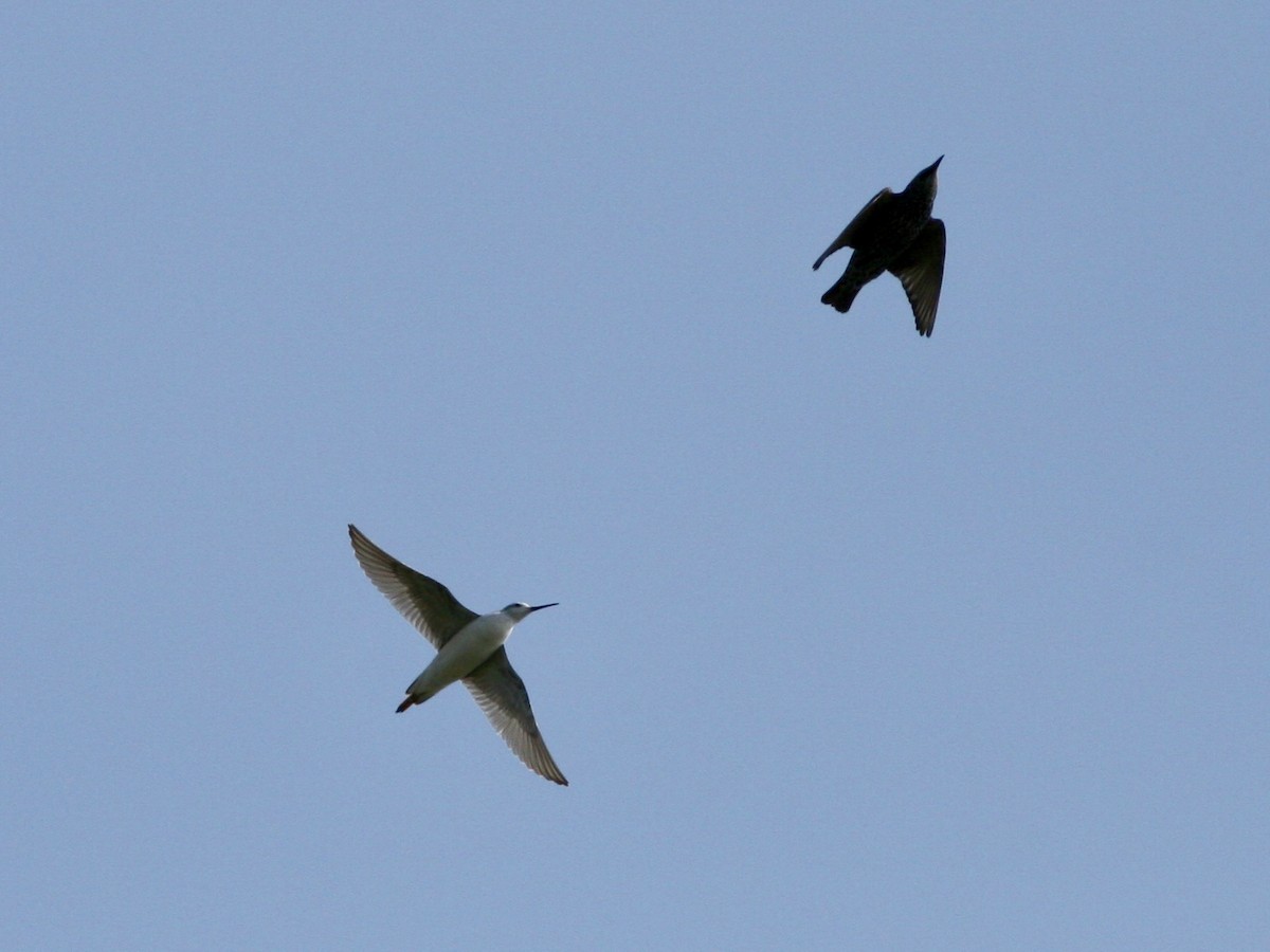 lyskonoh dlouhozobý - ML645860756