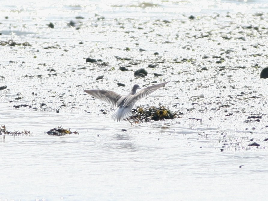 lyskonoh dlouhozobý - ML645860757