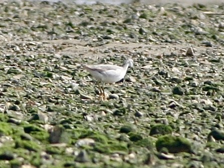 lyskonoh dlouhozobý - ML645860758