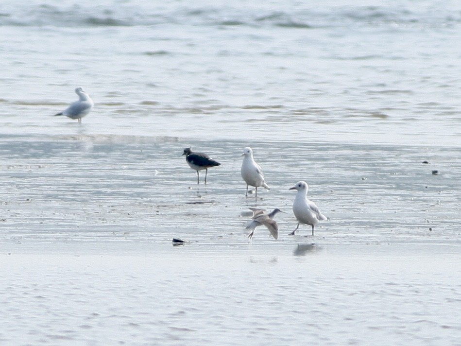 lyskonoh dlouhozobý - ML645860760