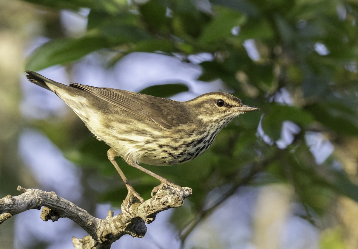 Northern Waterthrush - ML645860765