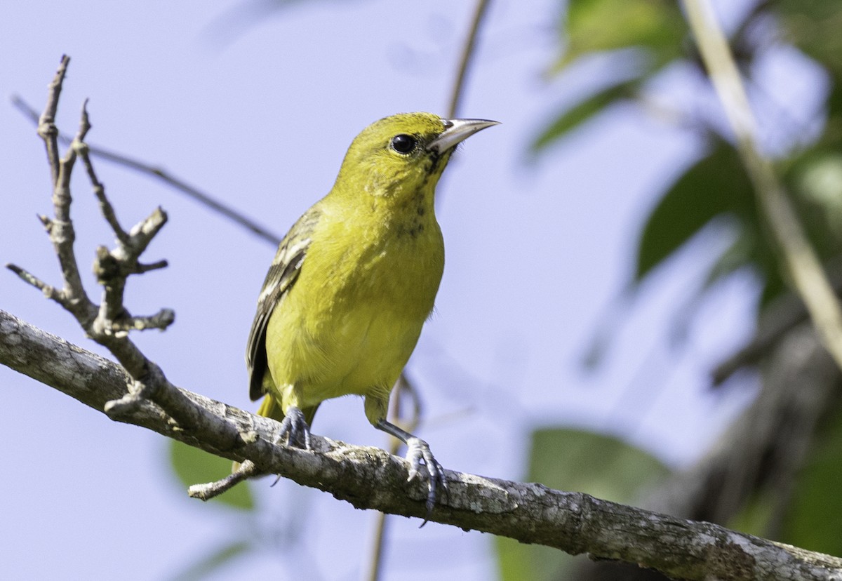 Hooded Oriole - ML645860766