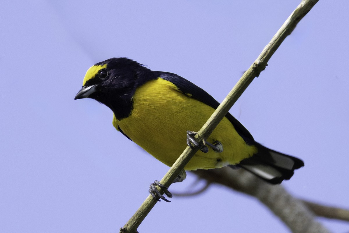 Scrub Euphonia - ML645860768