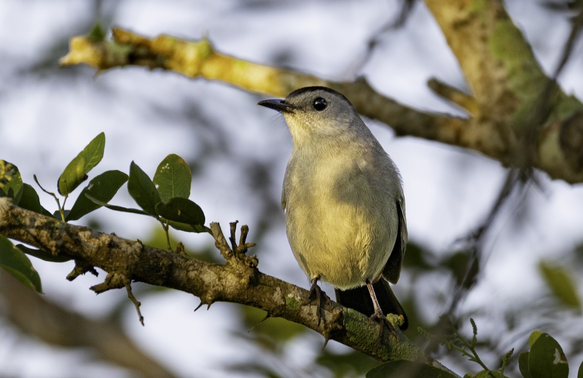 Gray Catbird - ML645860769