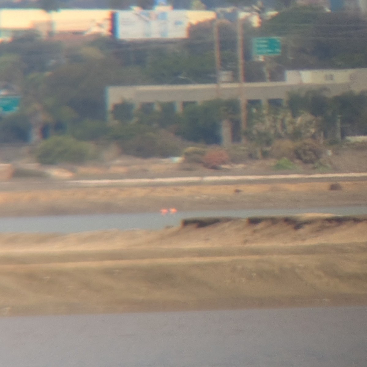 American Flamingo - ML645860770