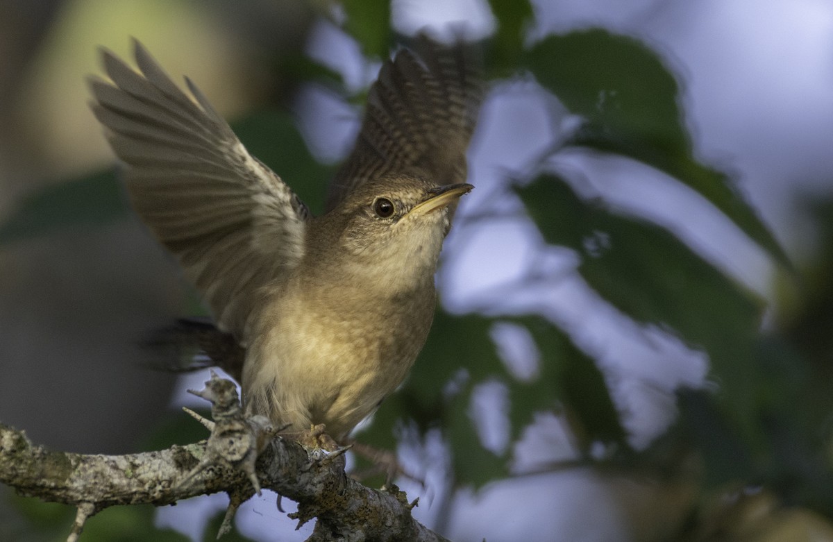 Northern House Wren - ML645860773