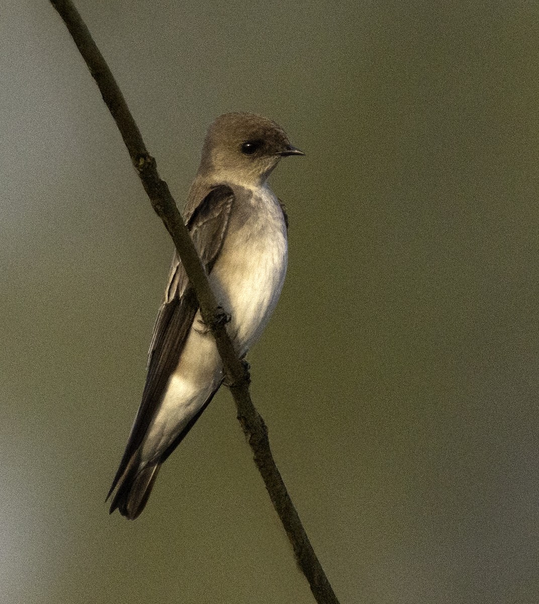 Northern Rough-winged Swallow - ML645860775