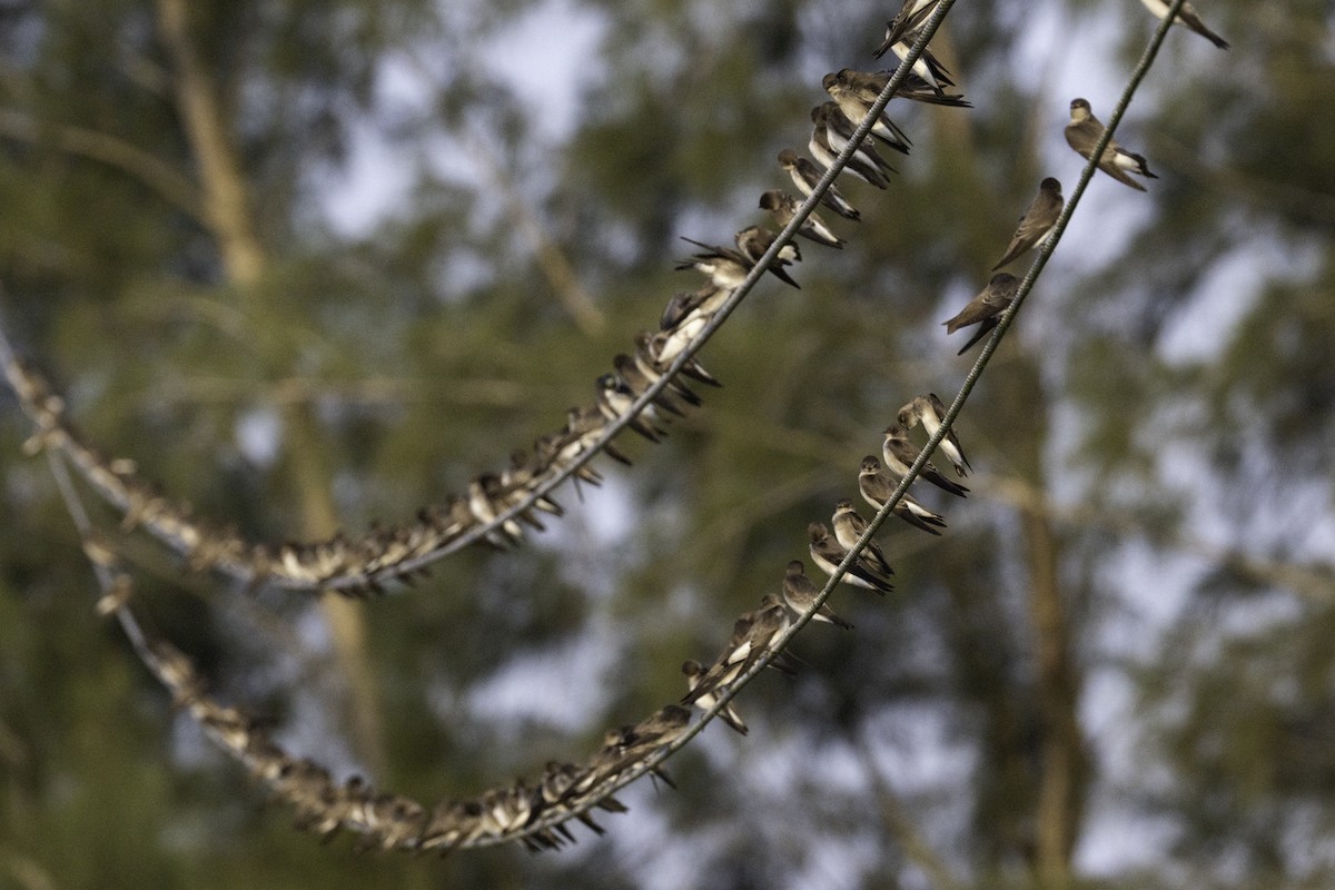 Northern Rough-winged Swallow - ML645860776