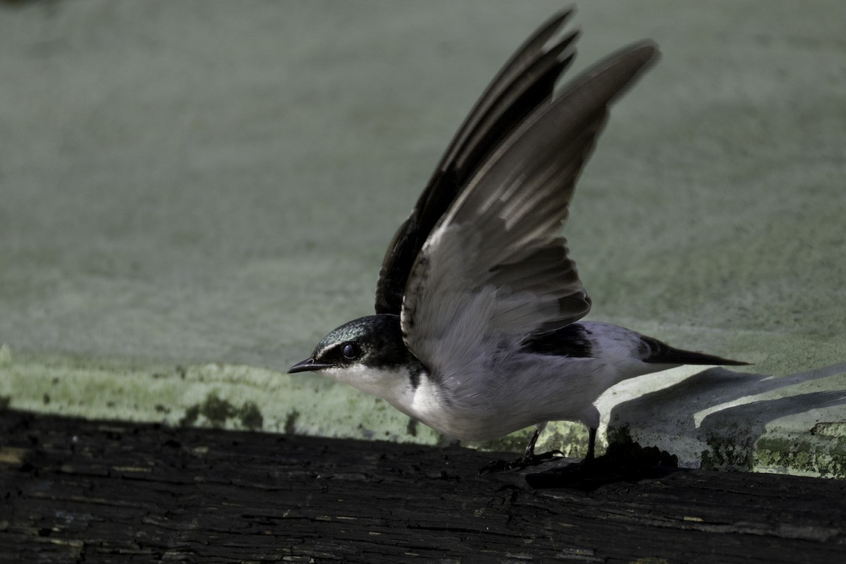 Mangrove Swallow - ML645860777