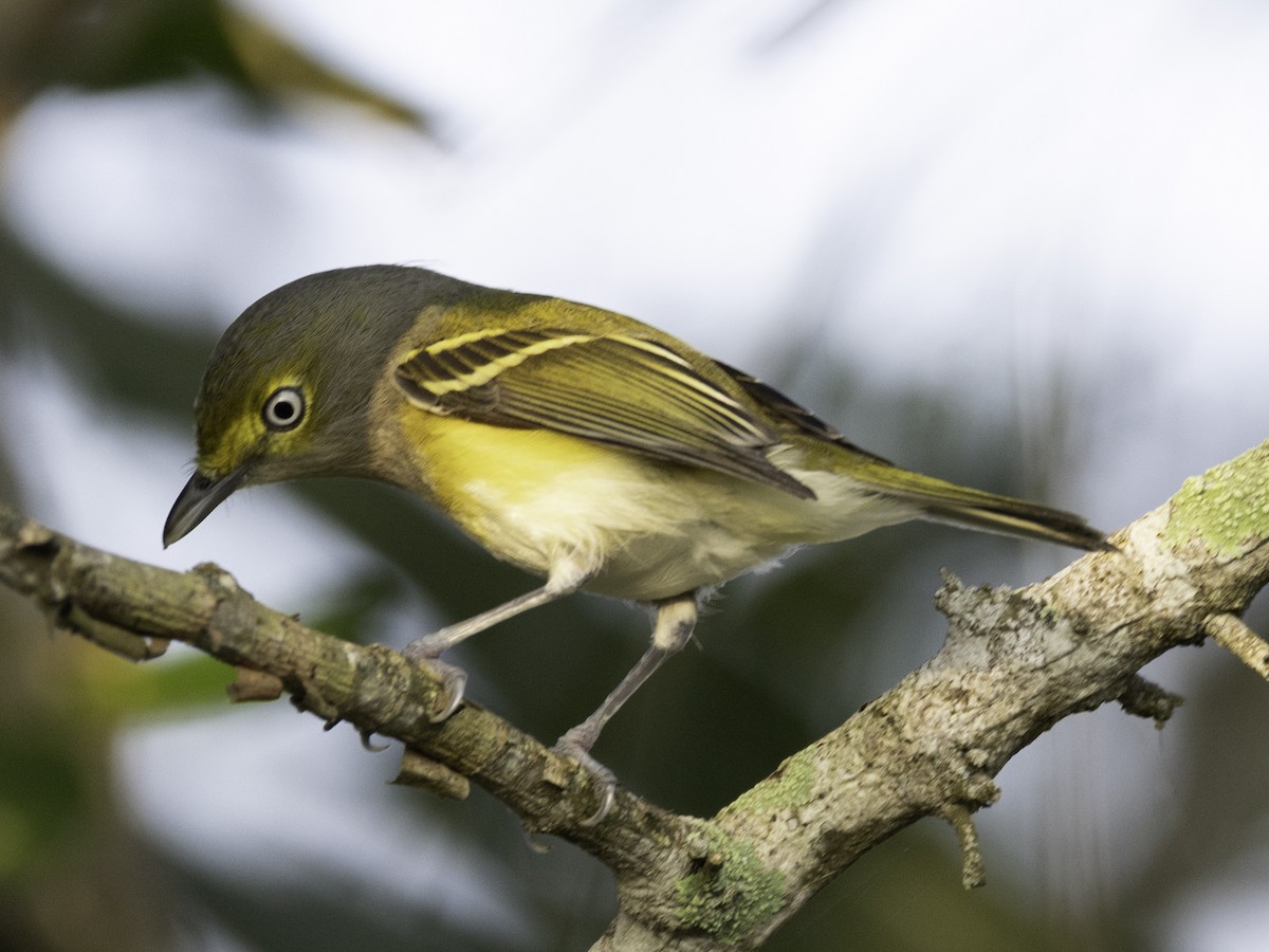 White-eyed Vireo - ML645860779