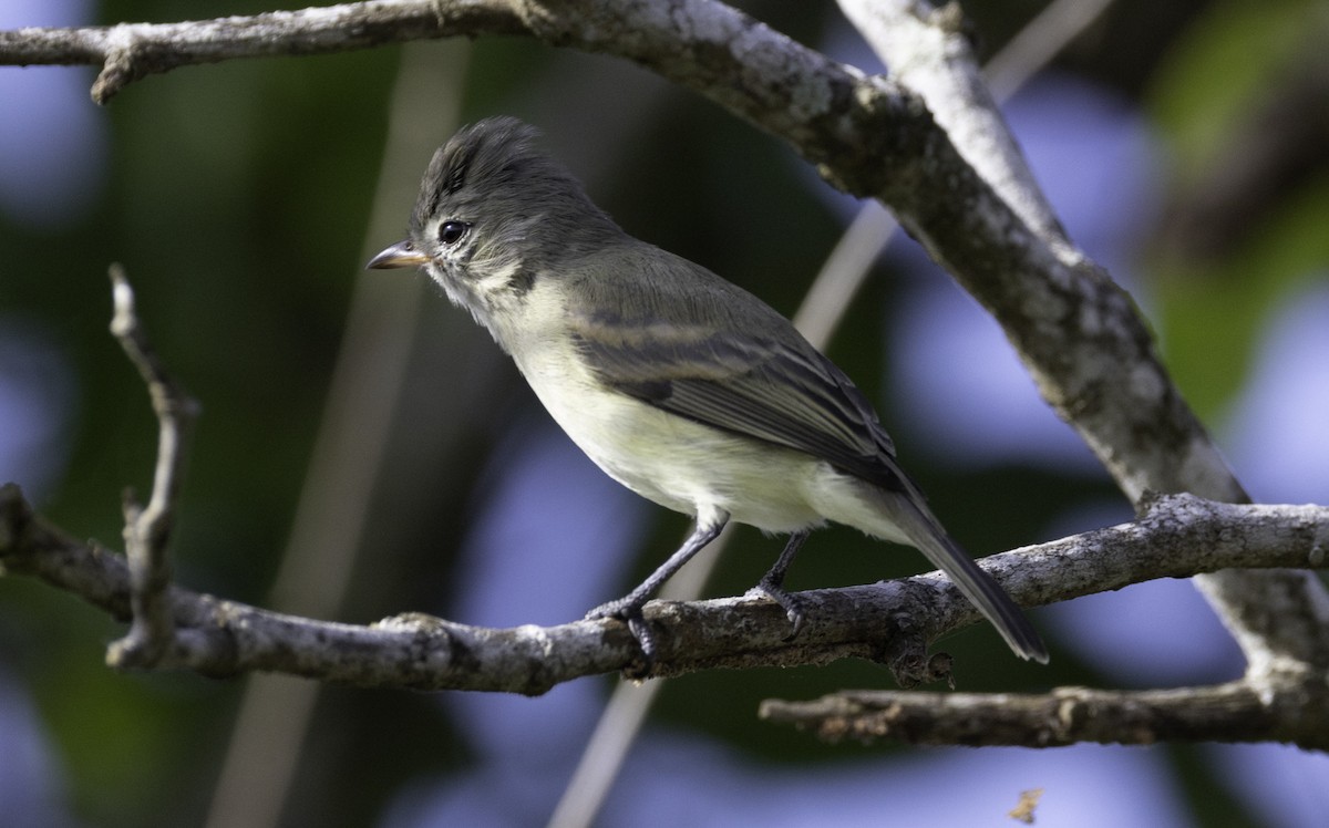 Northern Beardless-Tyrannulet - ML645860780