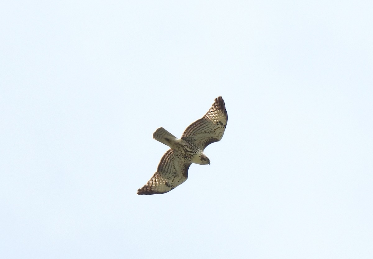 Red-tailed Hawk - ML645860781