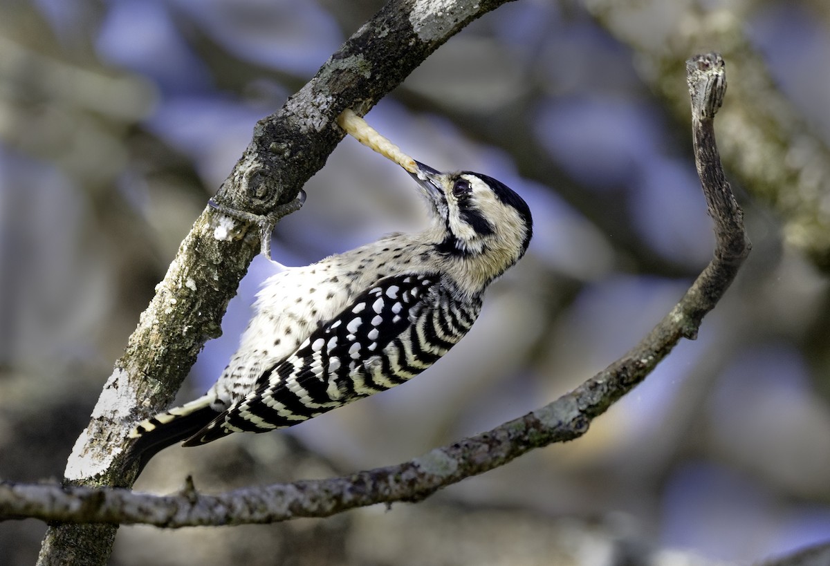 Ladder-backed Woodpecker - ML645860786