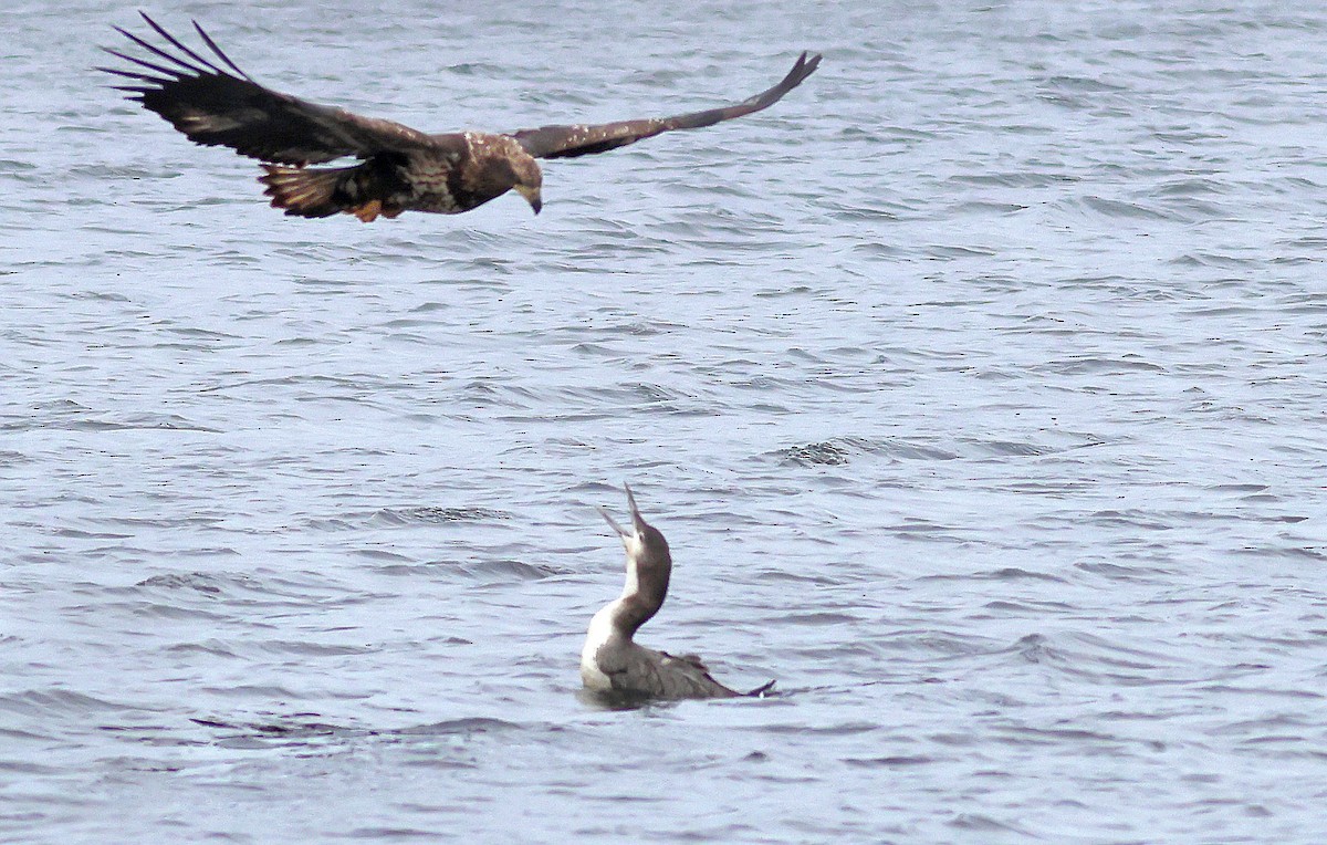 Bald Eagle - ML645860788