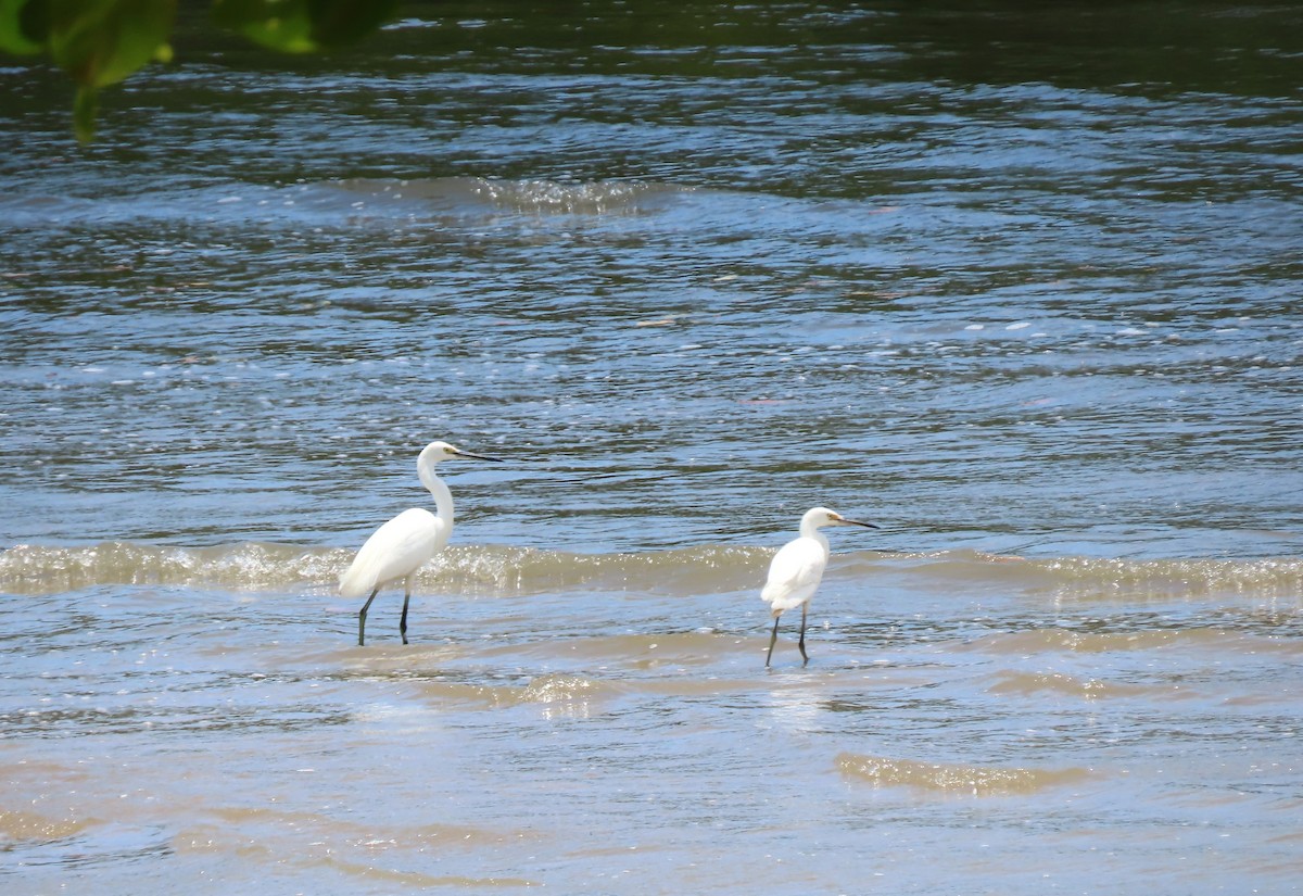 Aigrette garzette - ML645860795