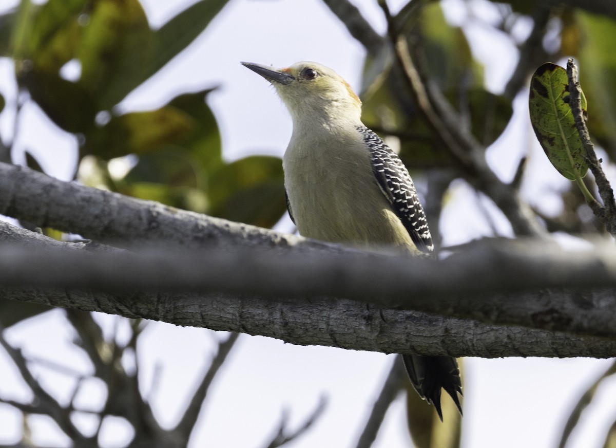 Golden-fronted Woodpecker - ML645860799