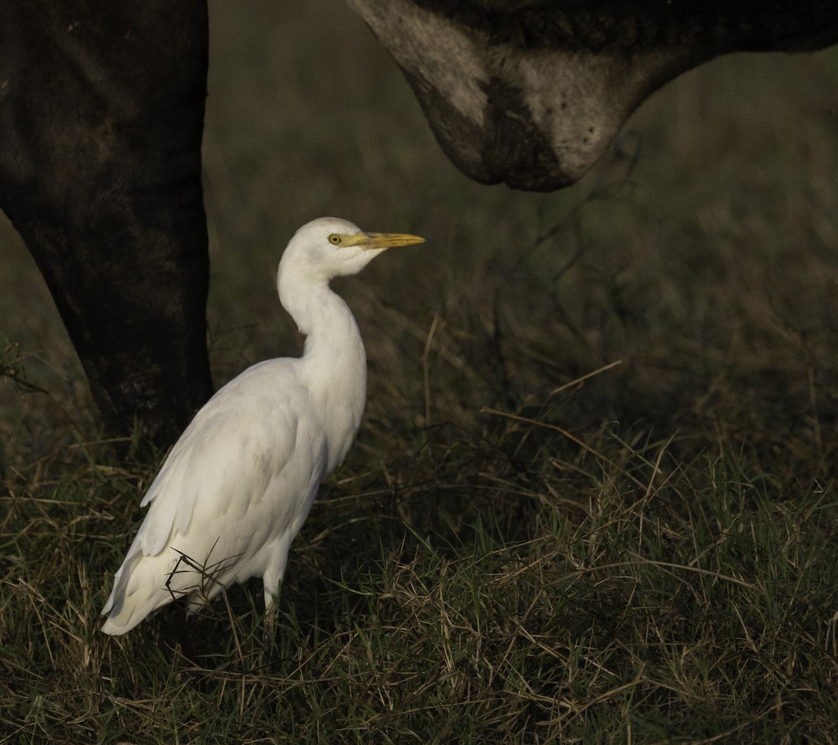 Western Cattle-Egret - ML645860800