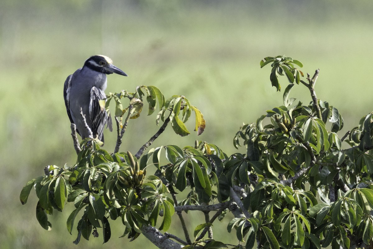 kvakoš žlutočelý - ML645860802
