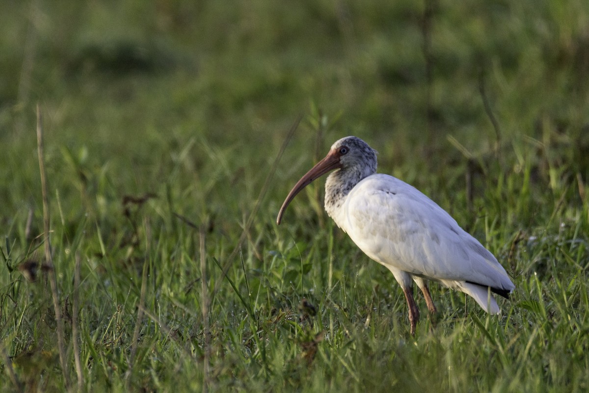 White Ibis - ML645860806