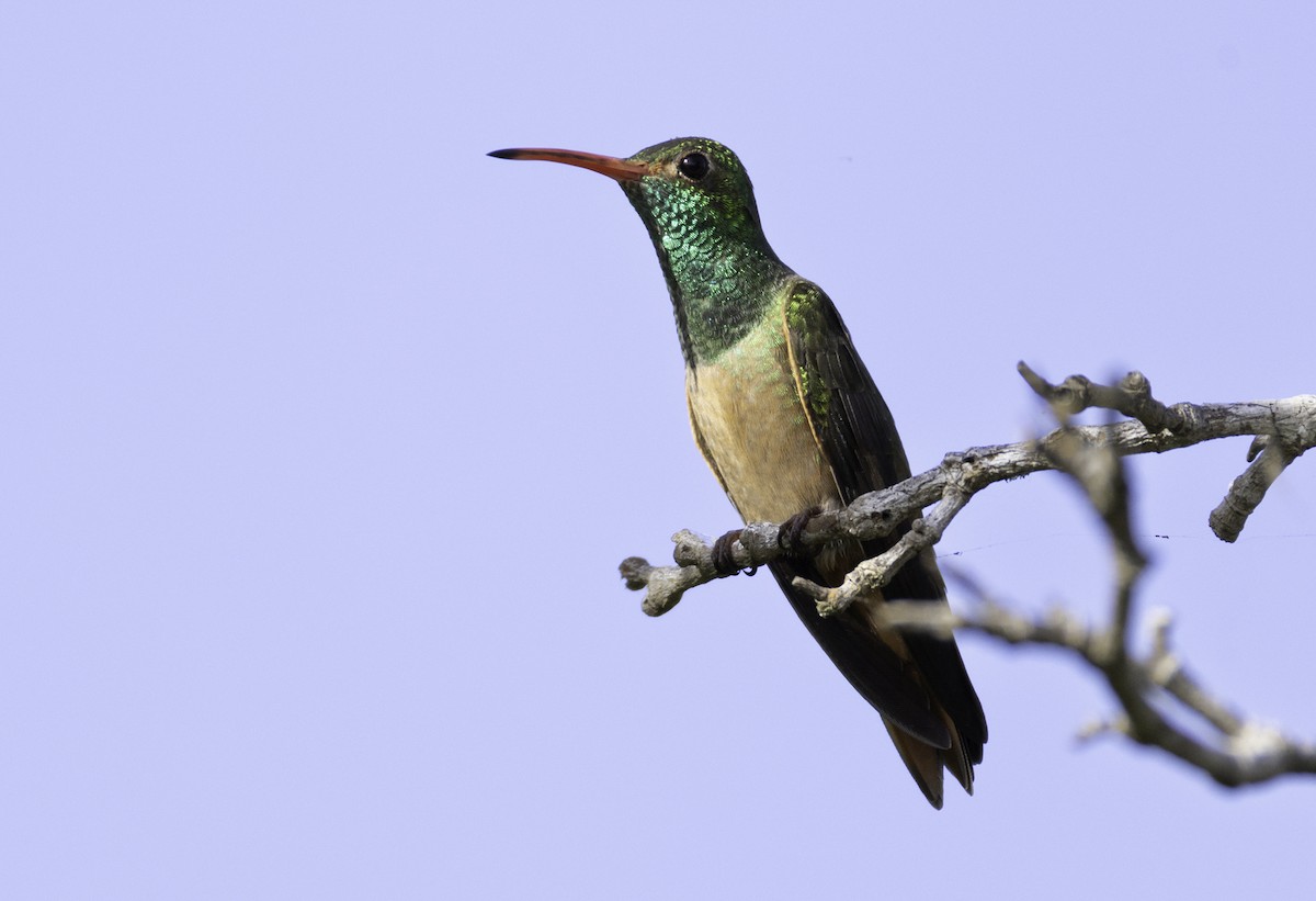 Buff-bellied Hummingbird - ML645860808