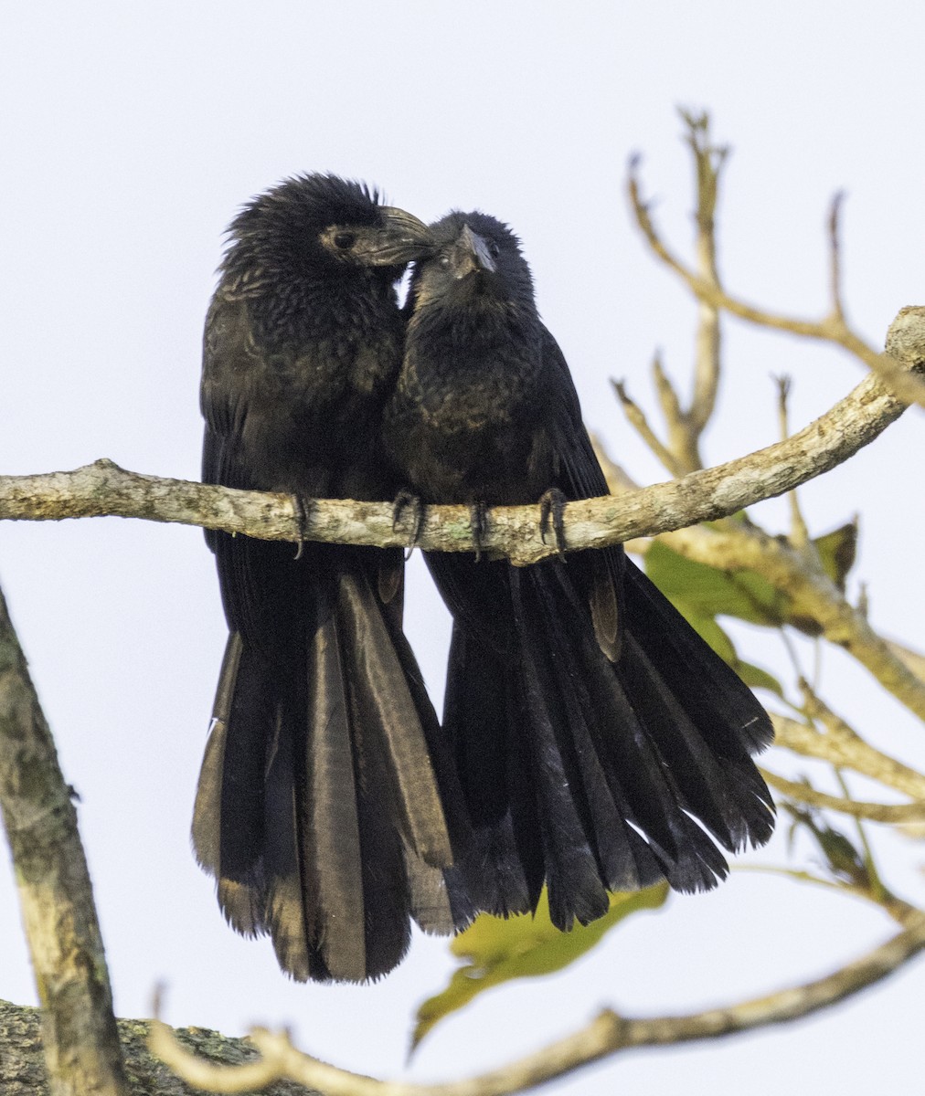 Groove-billed Ani - ML645860809