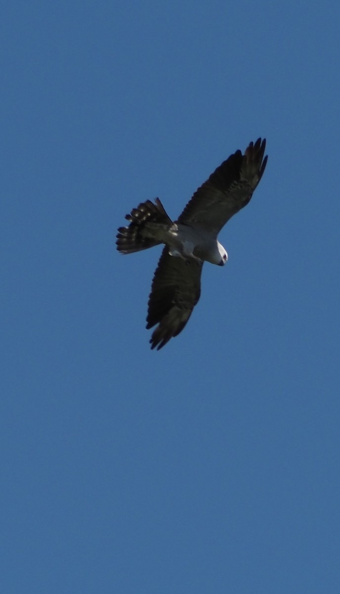 Mississippi Kite - ML645860826
