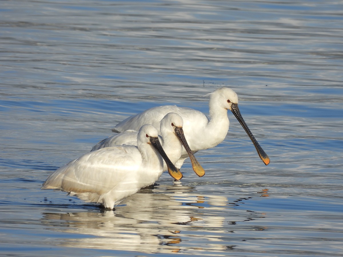Eurasian Spoonbill - ML645860827
