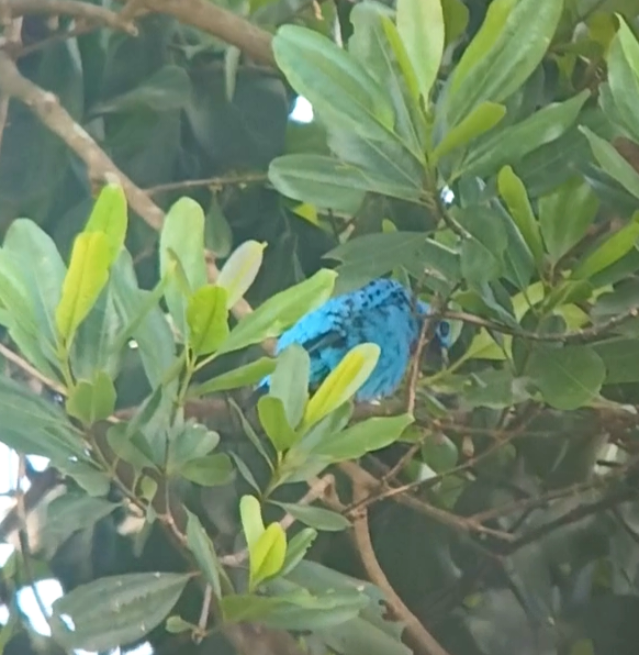 Turquoise Cotinga - ML645860828