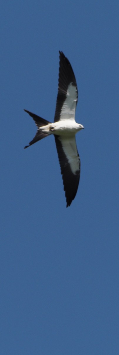Swallow-tailed Kite - ML645860830