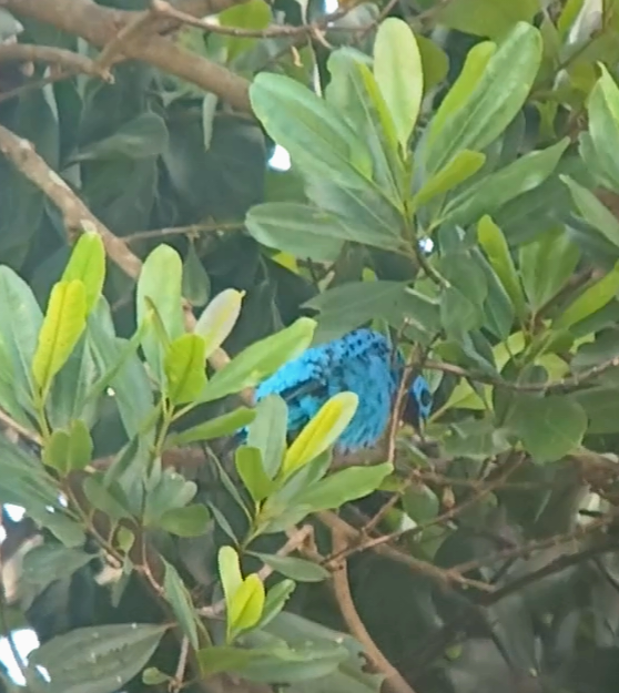 Turquoise Cotinga - ML645860832