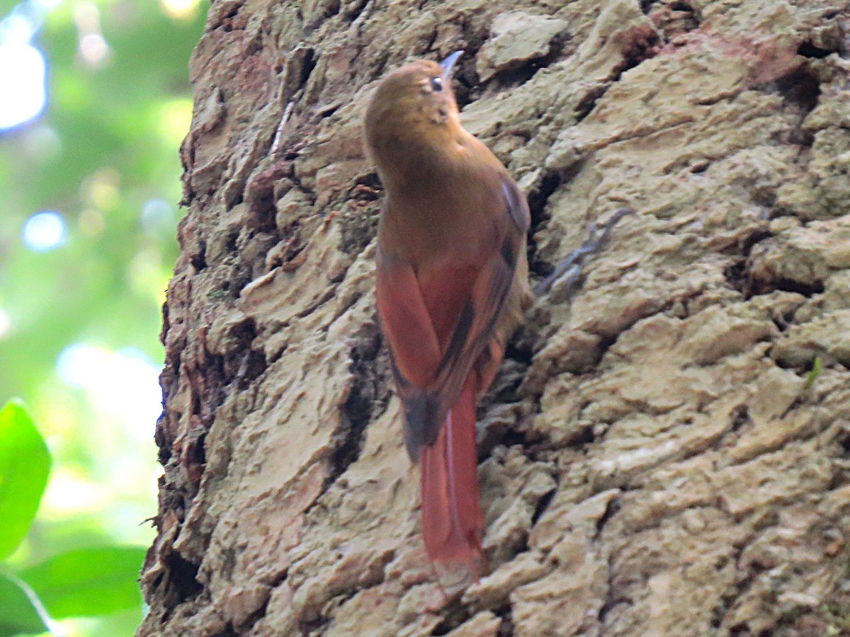 Olivaceous Woodcreeper - ML645860843