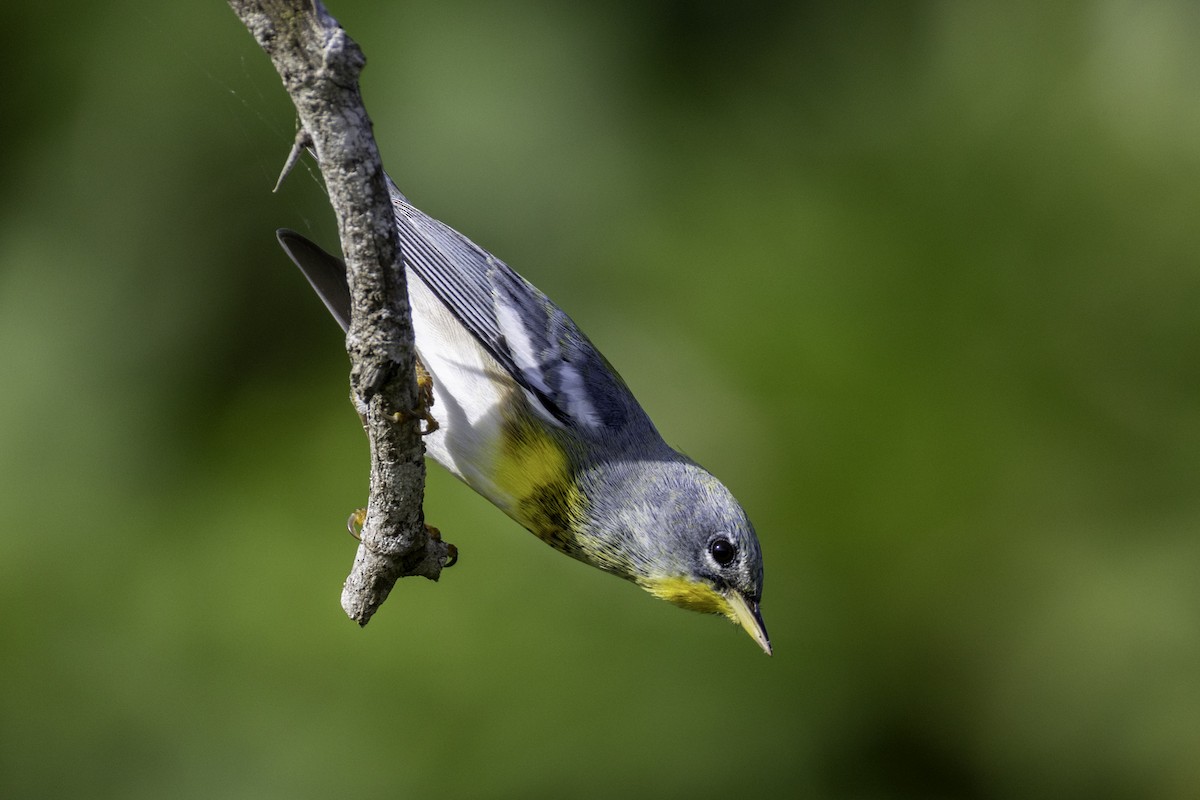 Northern Parula - ML645860845