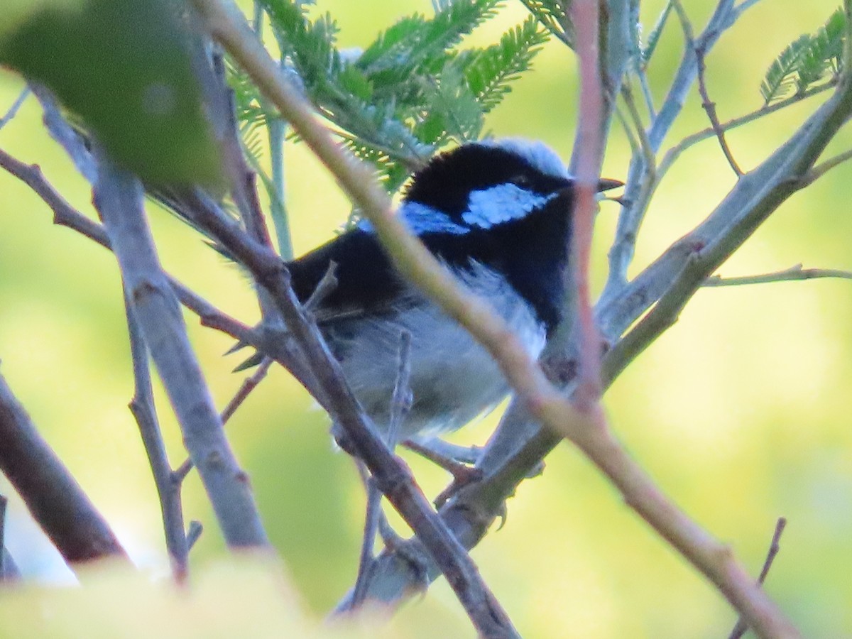 Maluro Soberbio - ML645860846