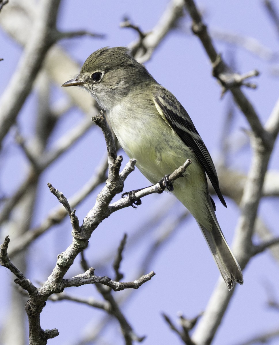 Least Flycatcher - ML645860848