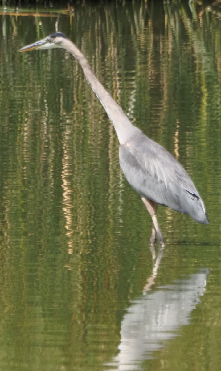 Garza Azulada - ML645860860