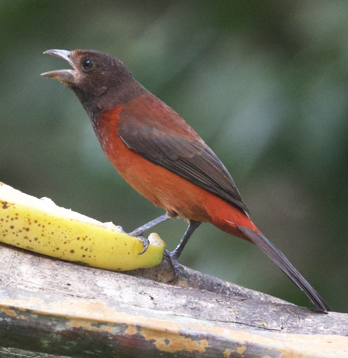 Tangara Dorsirroja - ML645860861